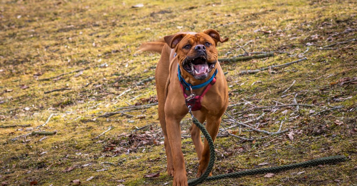 Boxer on Grass Boxer on Grass / Nylon Rope Dog Leash