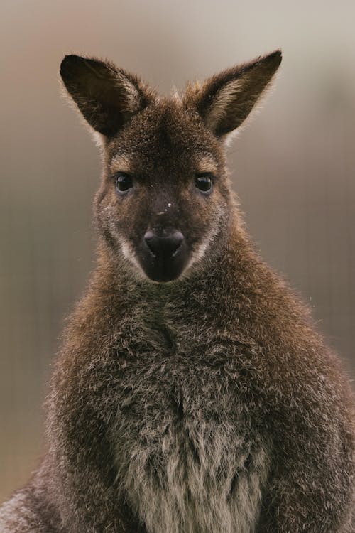 Gratis lagerfoto af dyrefotografering, kænguru, lodret skud