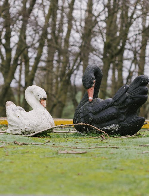 Ingyenes stockfotó erdő, fák, fehér témában