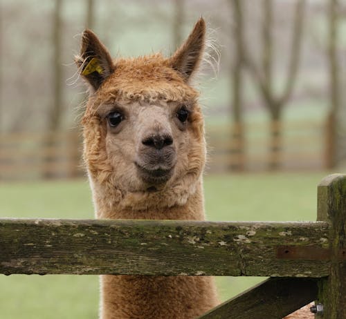 A close up of an alpaco looking over a fence