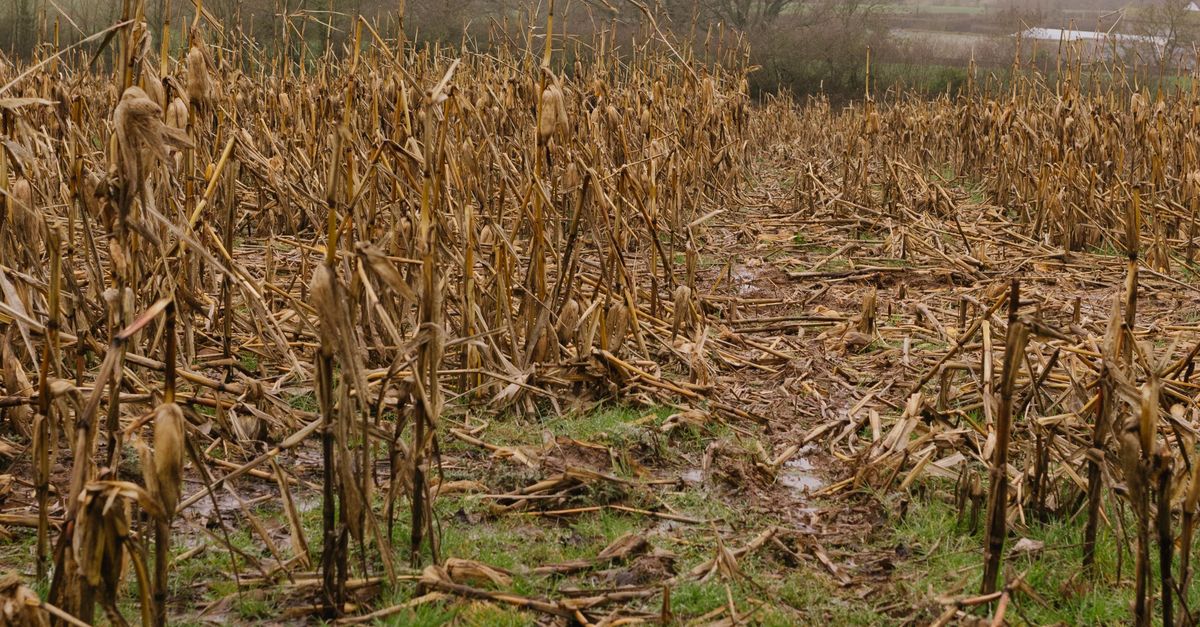 Destroy Crops Destroyed Crops on Field · Free Stock Photo