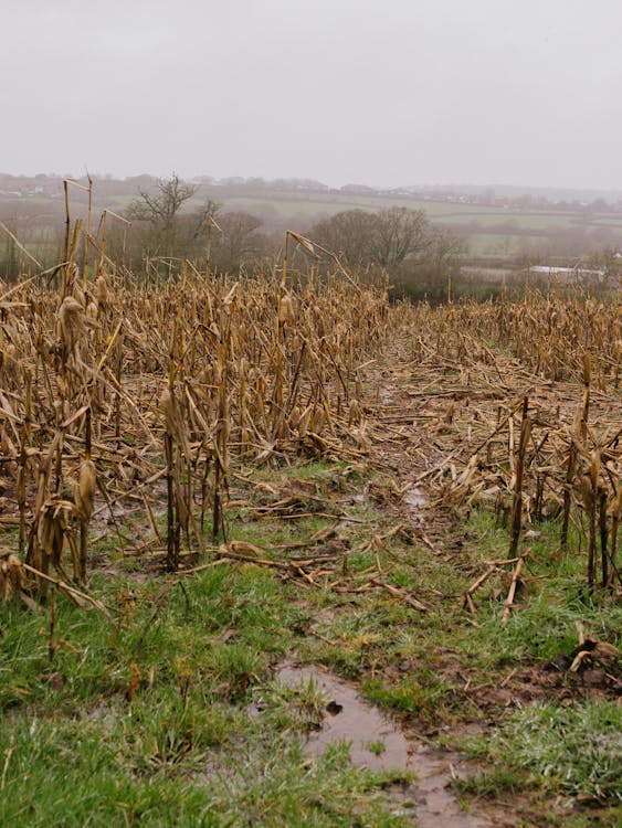 A field with corn stalks and a muddy path