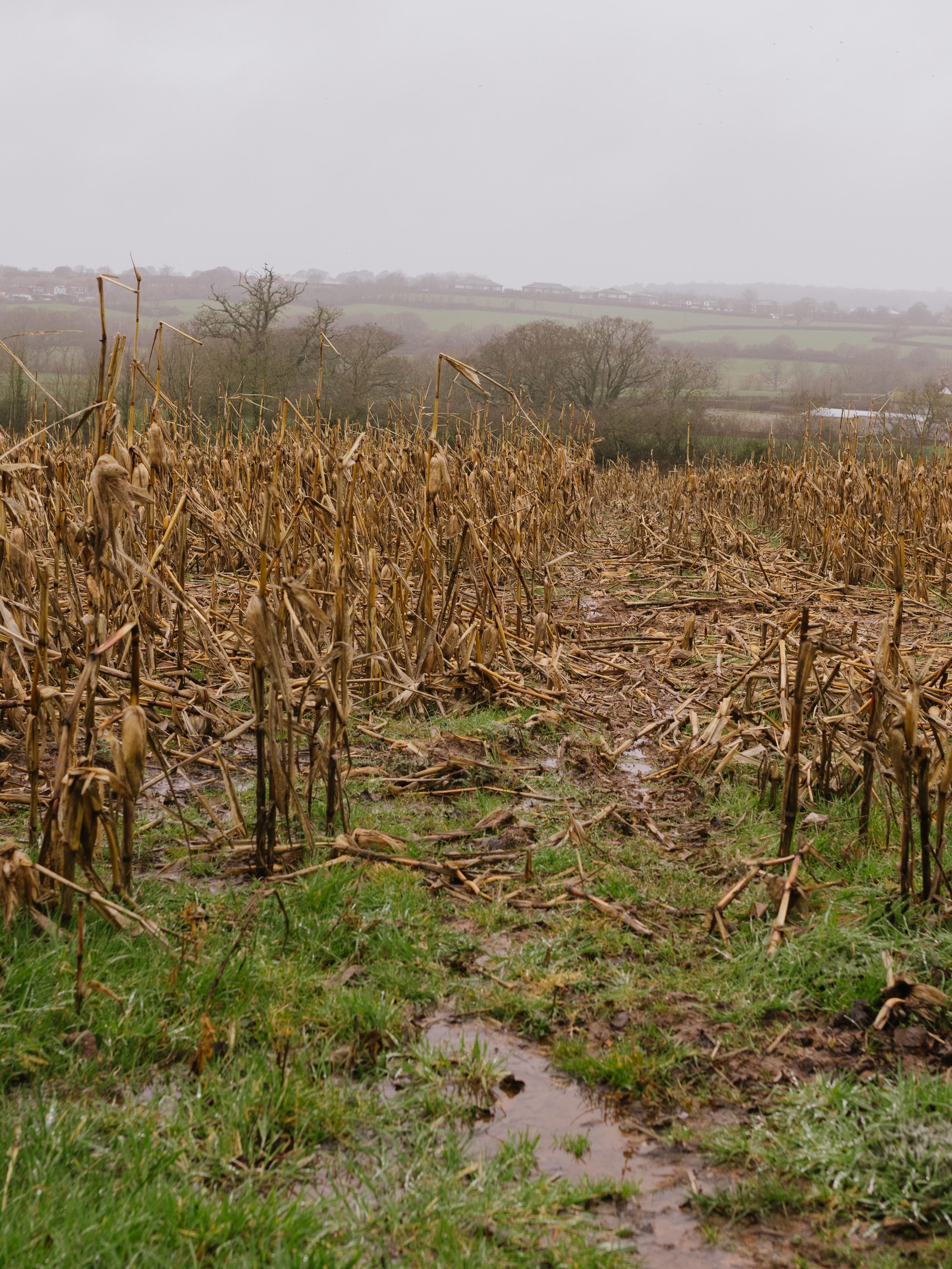 A field with corn stalks and a muddy path · Free Stock Photo