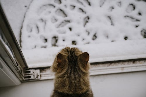 Foto d'estoc gratuïta de animal, cara, cara de gat a la neu