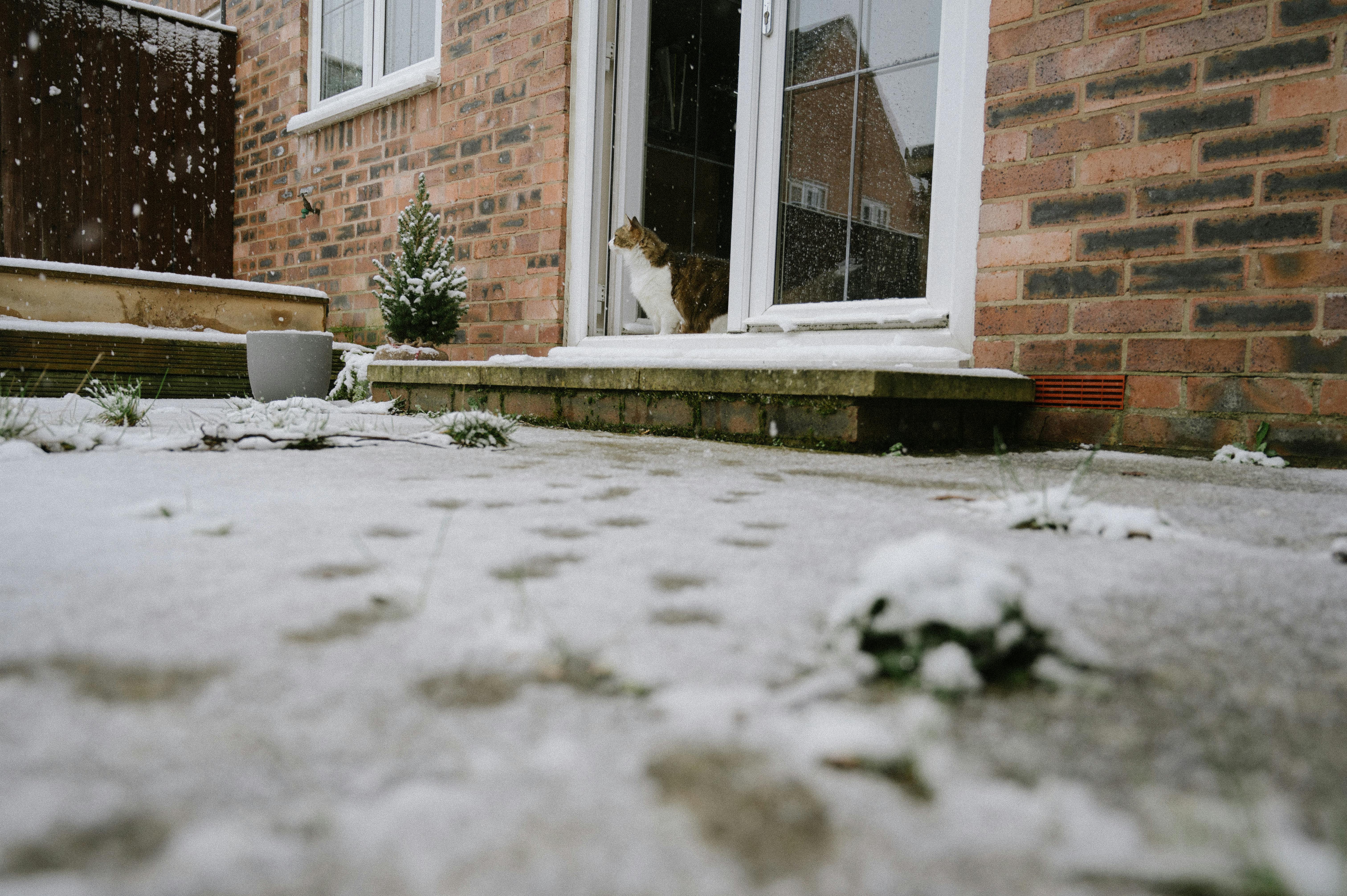 A fluffy tabby cat looks out from a door, observing the snow-covered yard.