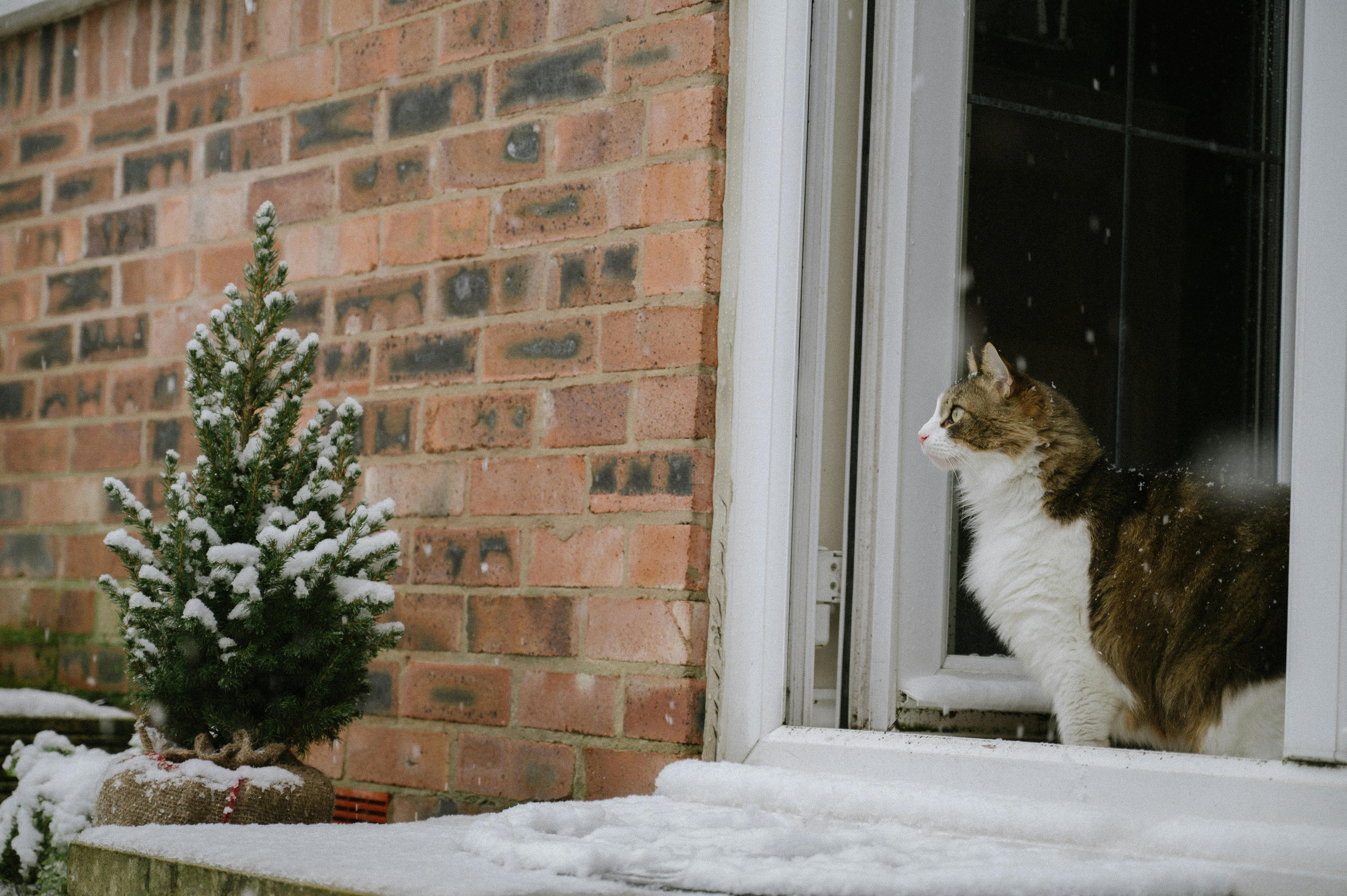 a cat sitting in the snow outside a window