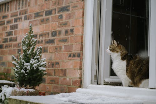 Ảnh lưu trữ miễn phí về bàn chân mèo trong tuyết, băng, căn nhà