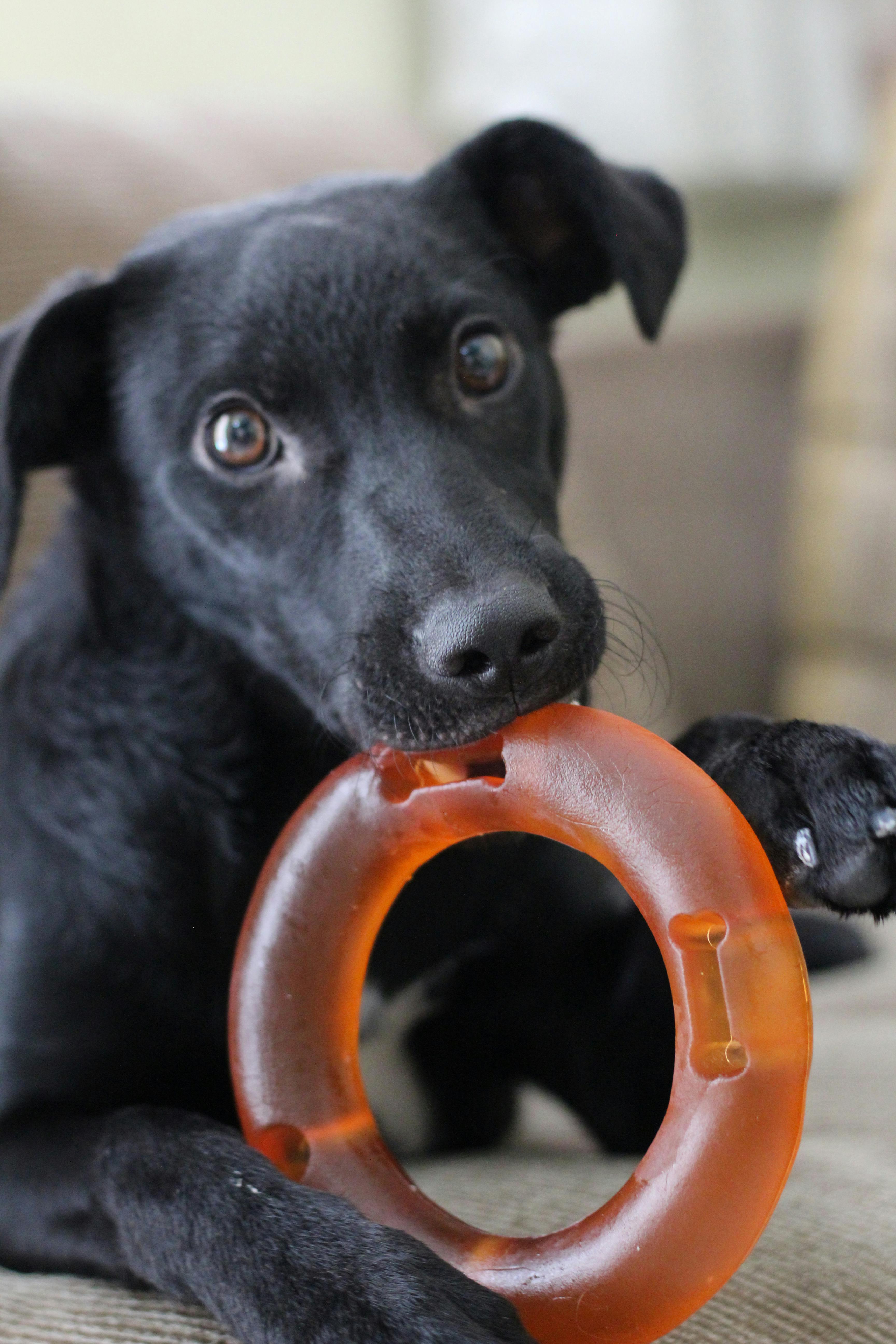 A Black Labrador Retriever Holding a Toy in the Mouth