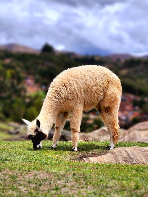Základová fotografie zdarma na téma andy mountains, fotografování zvířat, hospodářská zvířata