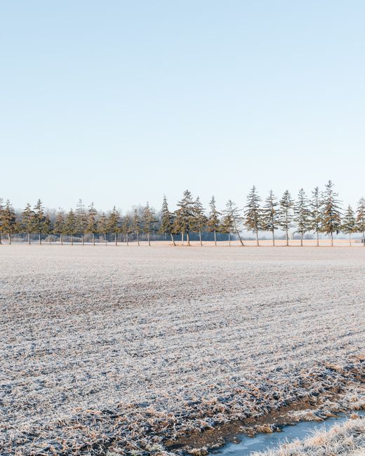 Frost-covered field with pine trees in Ontario, Canada showcasing a serene winter landscape.