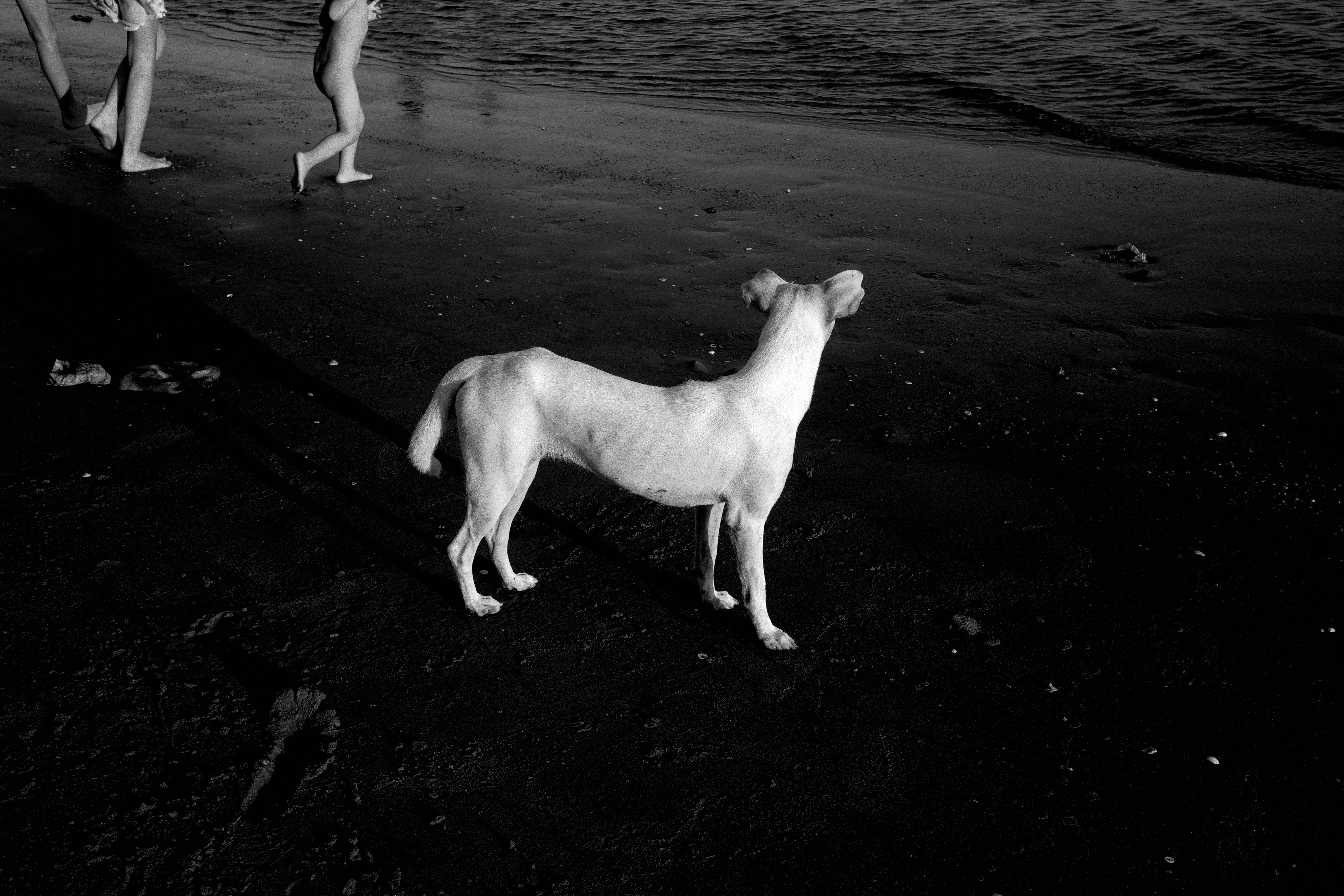Back View of an Ascal on the Beach