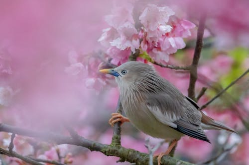 Kostnadsfri bild av blomma, djurfotografi, fågel