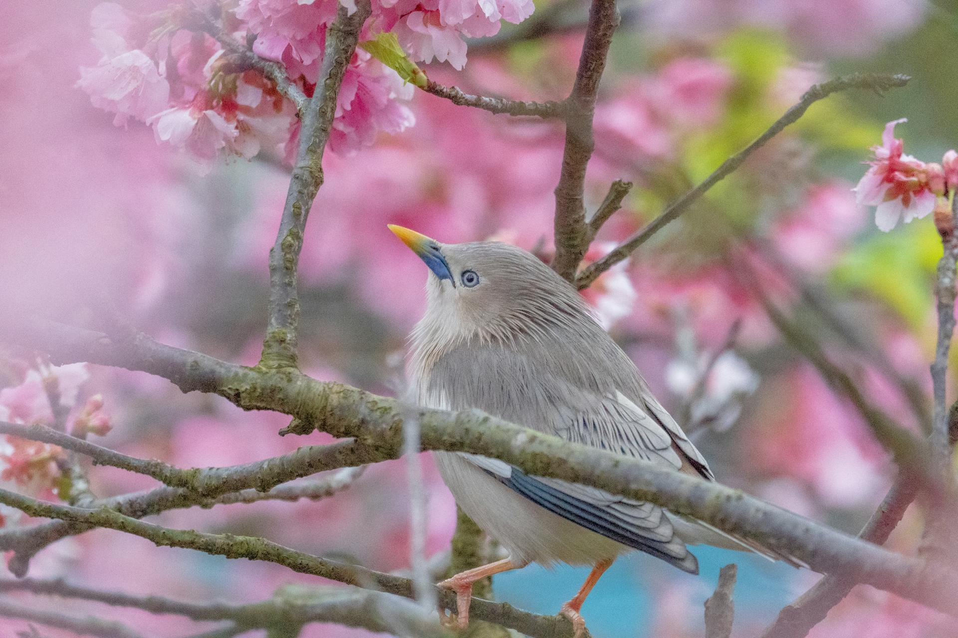 A chestnut-tailed starling perched on a branch surrounded by vibrant cherry blossoms in spring.