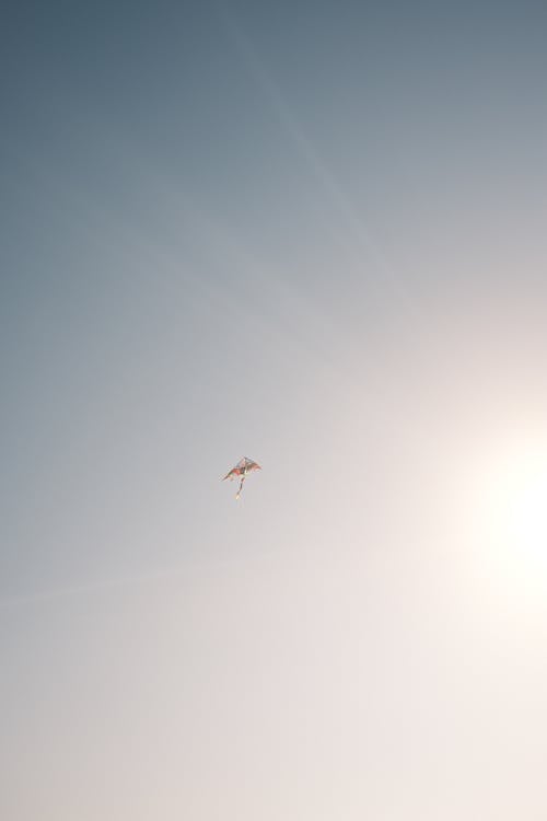 Kite in Sunny Clear Sky