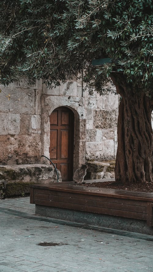 Tree and Cat near Door in Vintage Building Wall