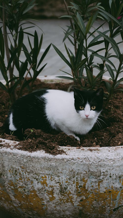 Gratis stockfoto met bodem, dierenfotografie, fabriek