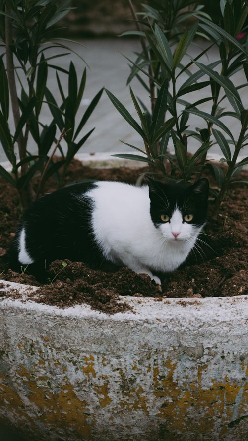 Free A black and white cat sitting in a garden planter surrounded by plants, creating a cozy outdoor scene. Stock Photo