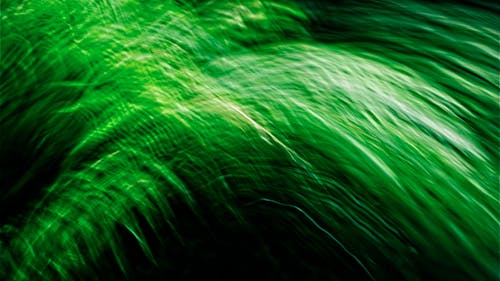 Blurry Photo of Bright Green Foliage 