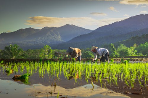 Asya, çeltik, Çiftlik içeren Ücretsiz stok fotoğraf