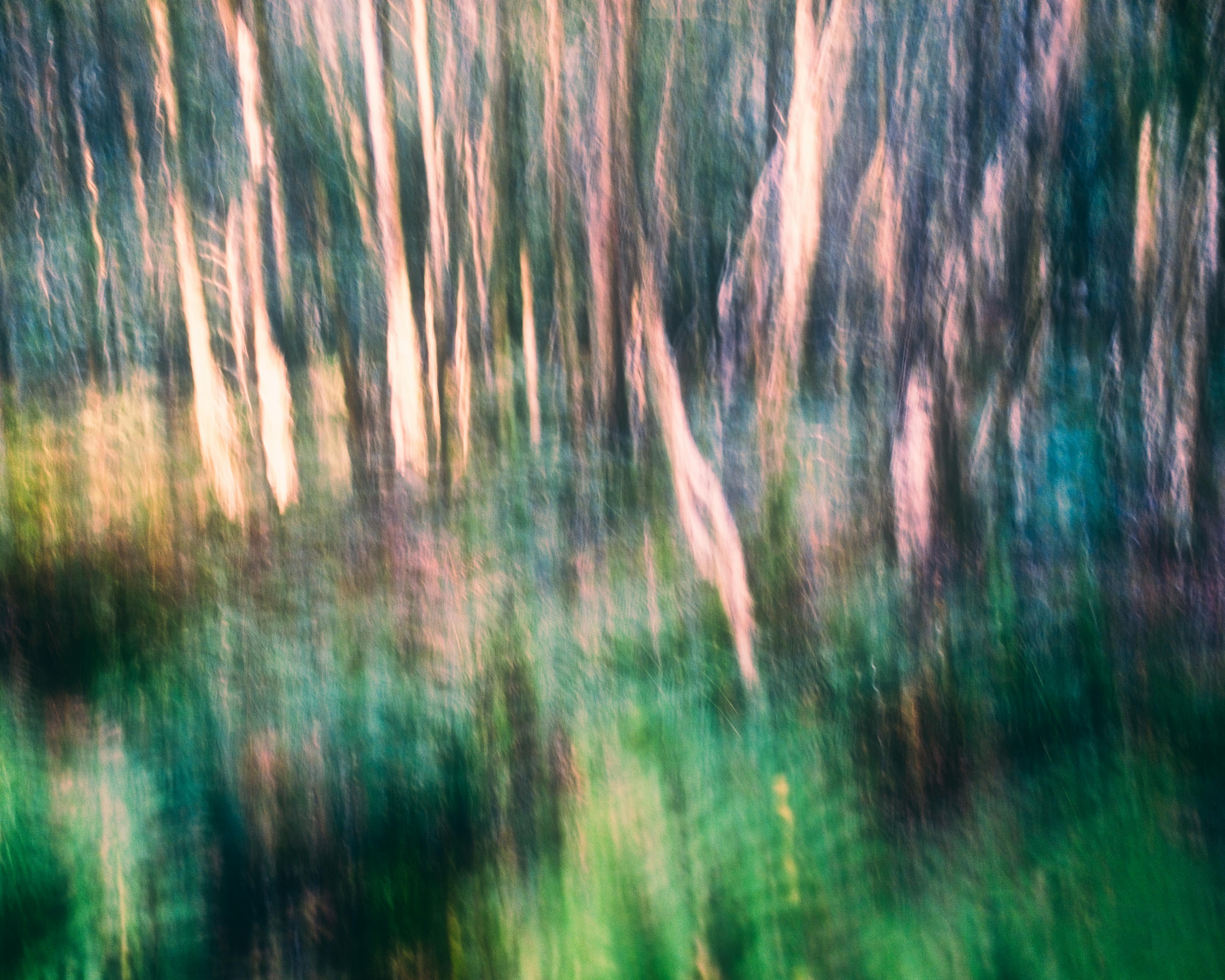 Artistic blur of trees in forest, conveying a dreamlike essence with vibrant colors.