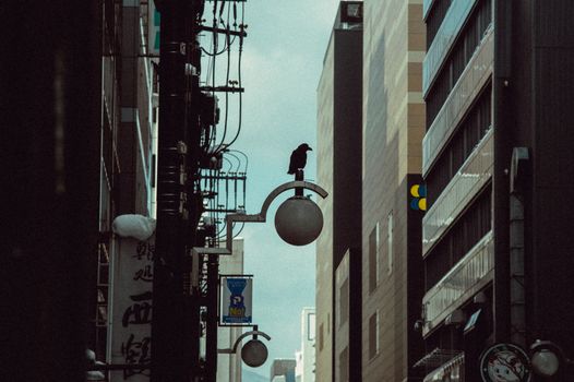 A crow resting on a street lamp amidst urban setting in Hokkaido, Japan, during daytime.