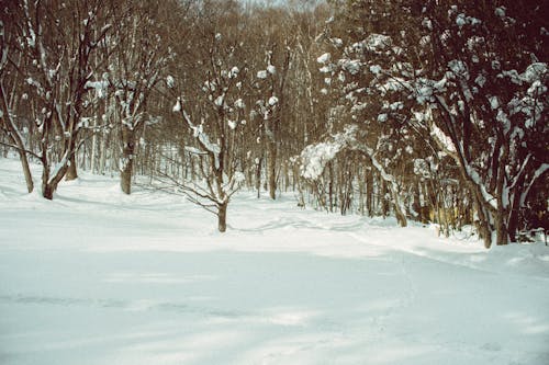 Foto d'estoc gratuïta de arbres, bosc, constipat