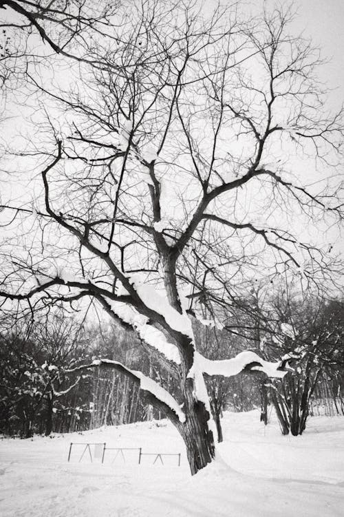 Fotos de stock gratuitas de árbol, frío, invierno