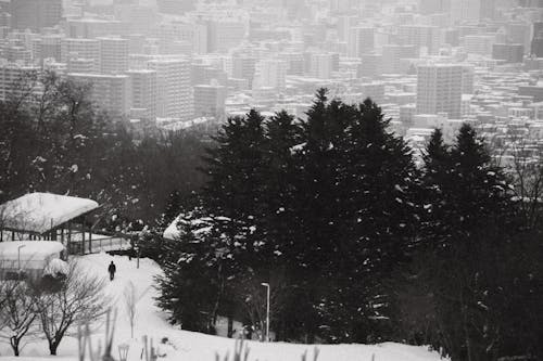 Fotos de stock gratuitas de arboles, blanco y negro, ciudad