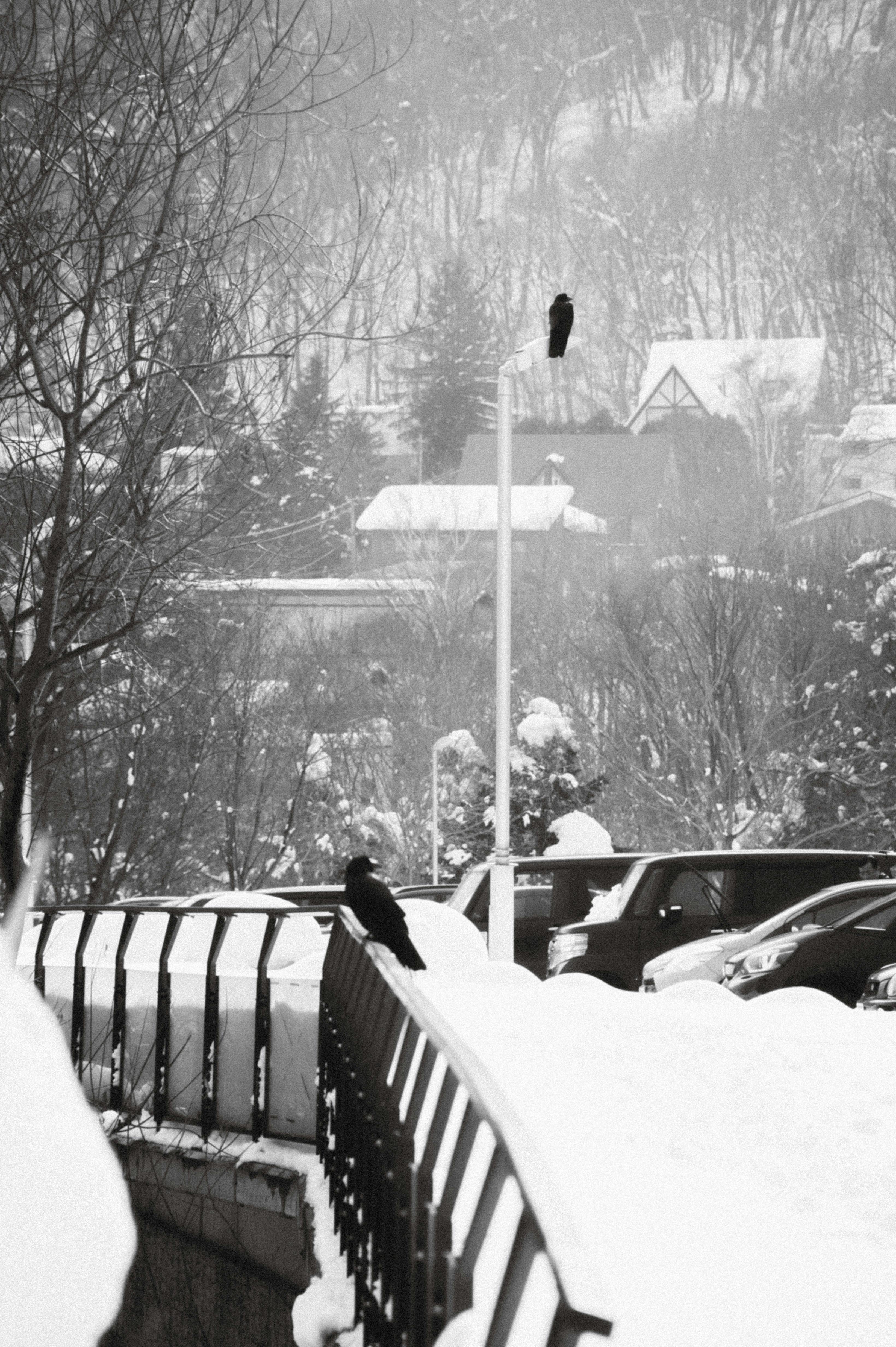 A blackbird sits on a snowy handrail in a wintery urban scene in Hokkaido, Japan.