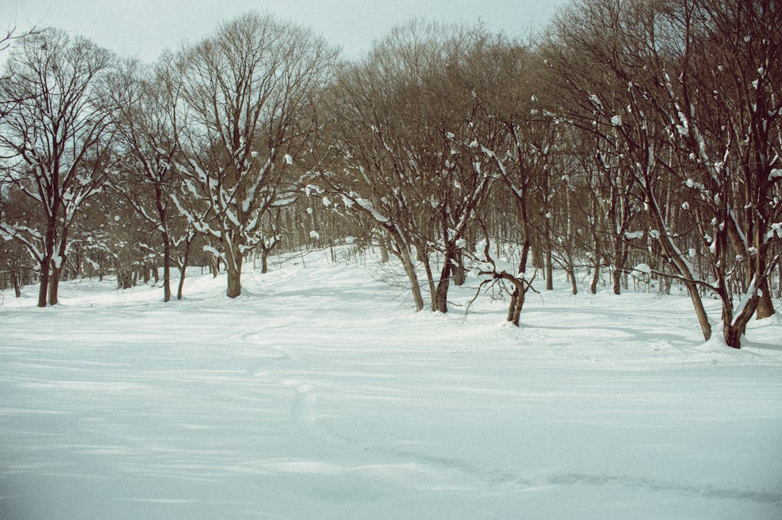 겨울, 나무, 농촌의의 무료 스톡 사진