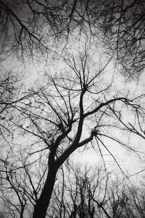 Fotos de stock gratuitas de árbol, blanco y negro, invierno