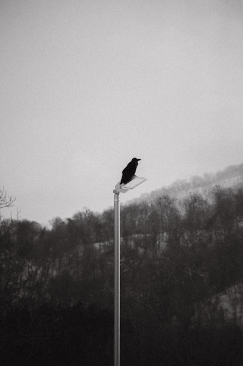 Fotos de stock gratuitas de animal, blanco y negro, ciudad