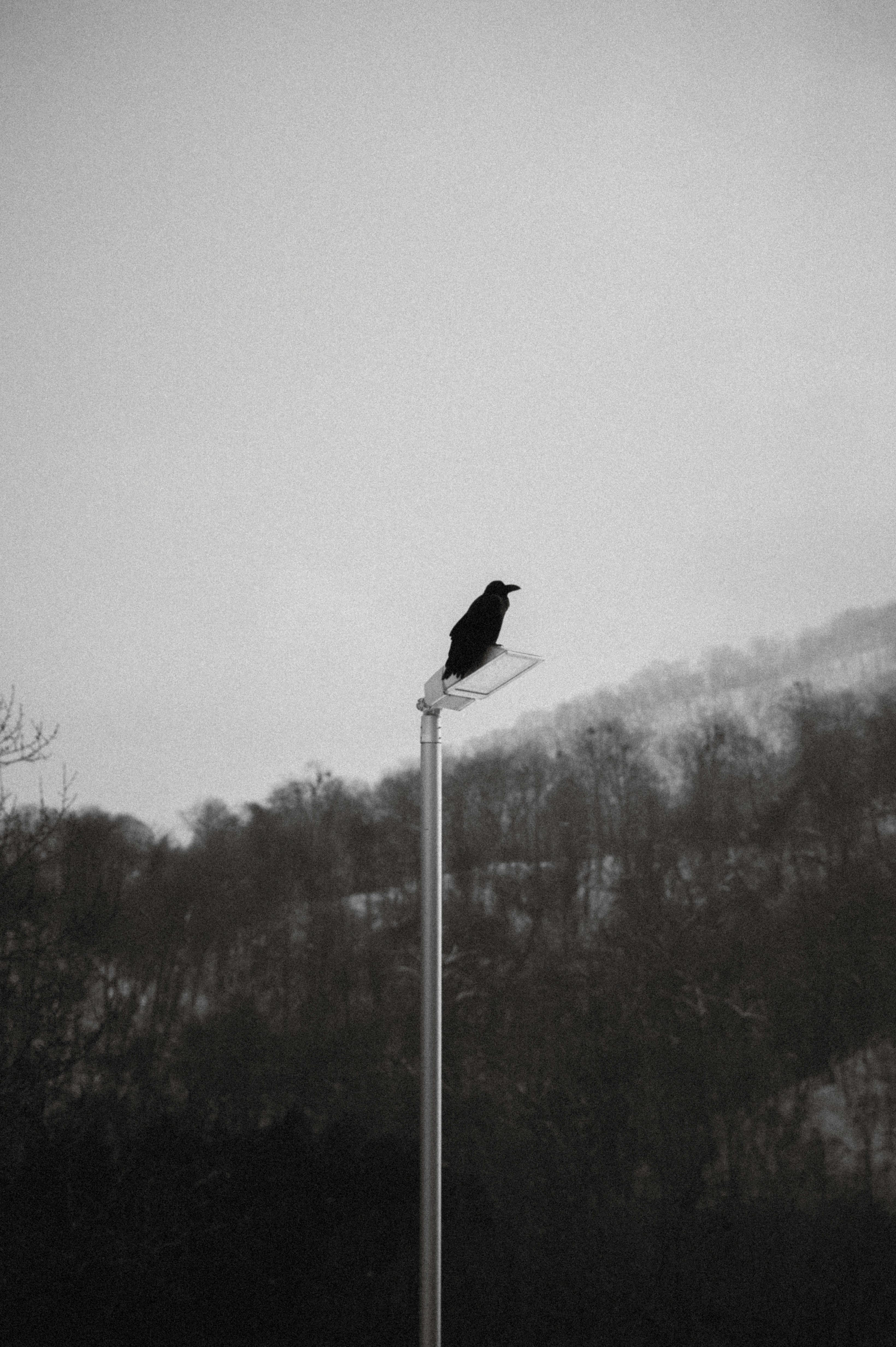 Blackbird lamp hotsell