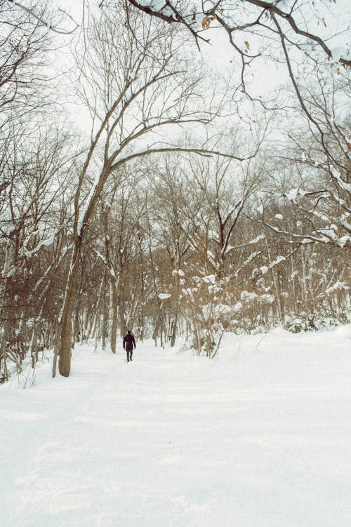 Free A person walking through the snow in the woods Stock Photo