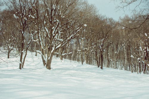 Fotos de stock gratuitas de arboles, frío, invierno