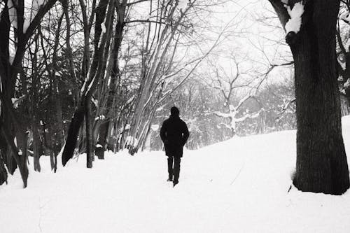 Fotos de stock gratuitas de arboles, blanco y negro, bosque