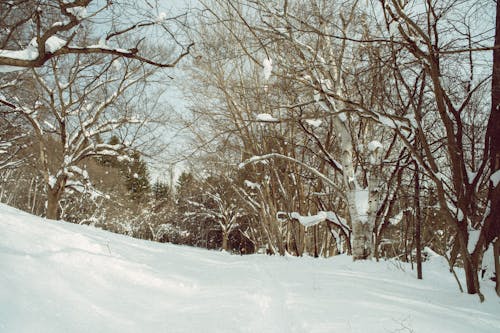 A person walking down a snowy path in the woods