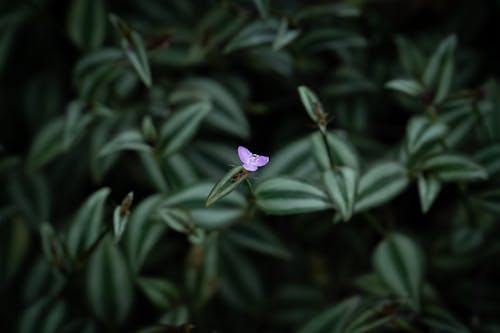 A small purple flower is in the middle of a green plant