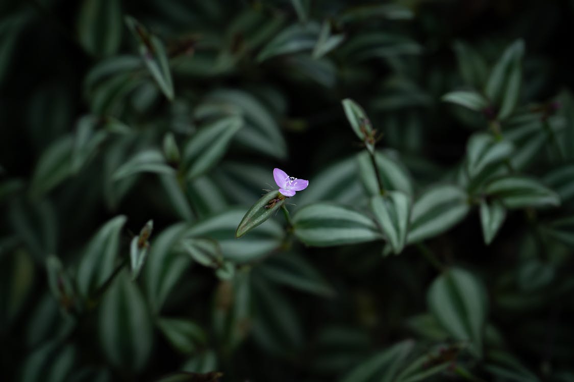 Purple Flower Among Tropical Leaves 