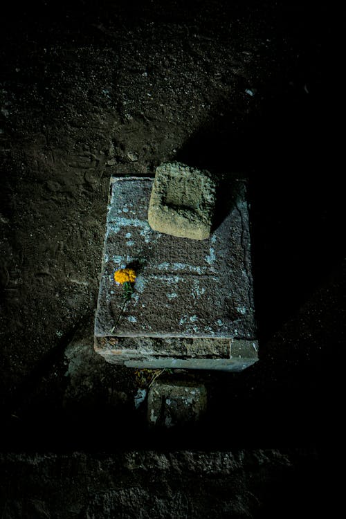 Foto profissional grátis de cempasuchil, cova, cultural