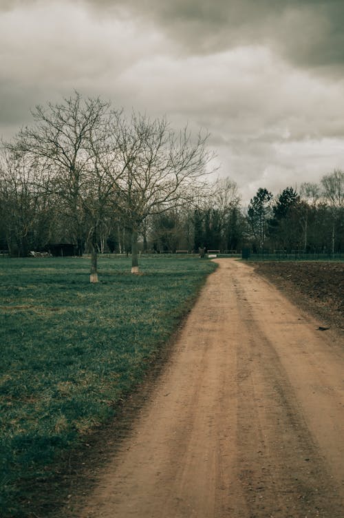 Foto profissional grátis de árvore, caminho, depressão - tristeza