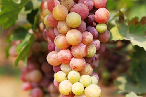 Grapes on a Branch 