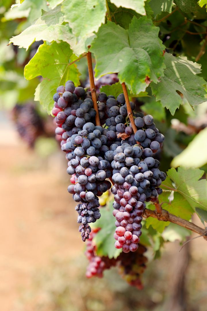Vinegar — ruby grape cluster