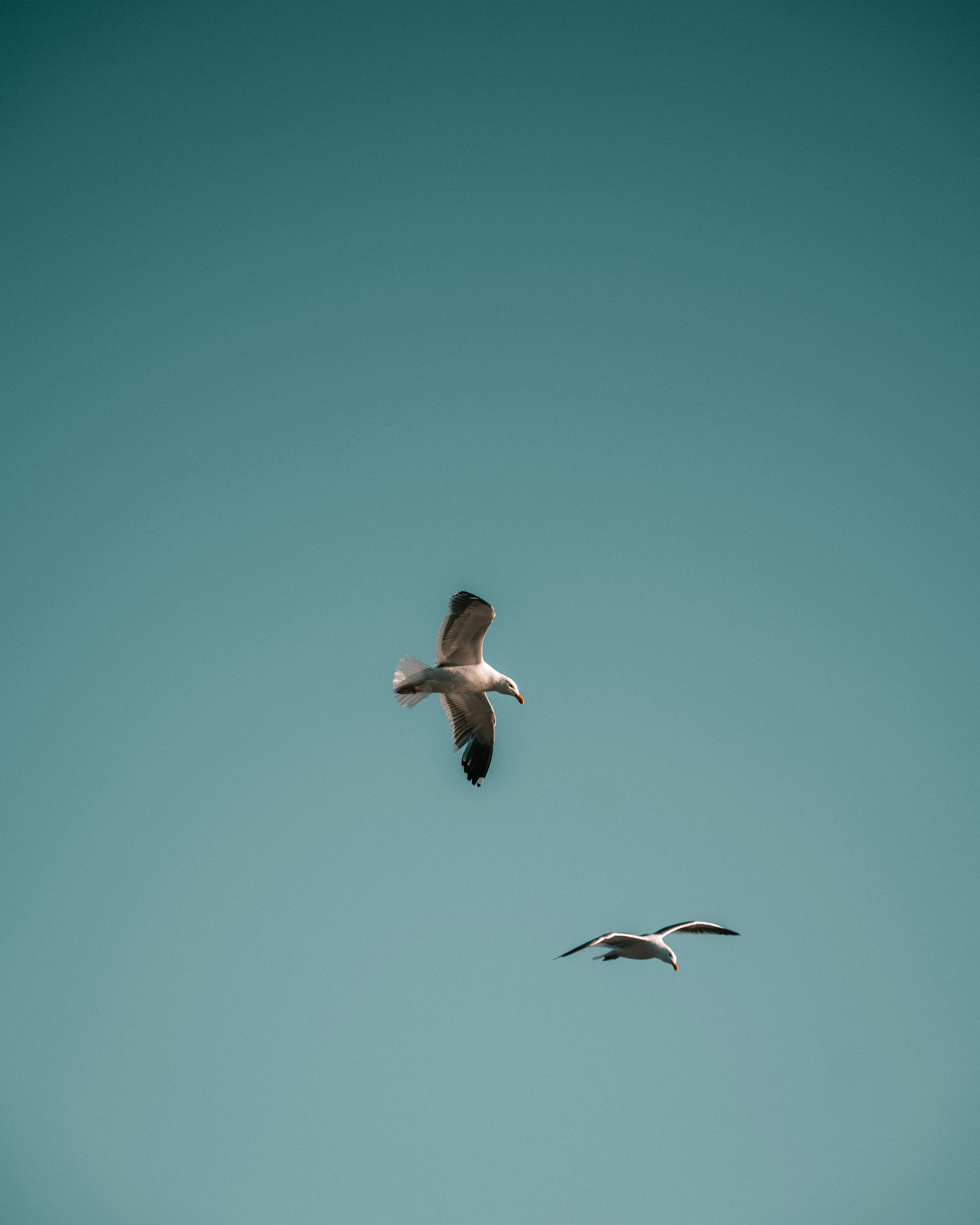 Two elegant seagulls glide gracefully against a clear blue sky in Malibu, CA.