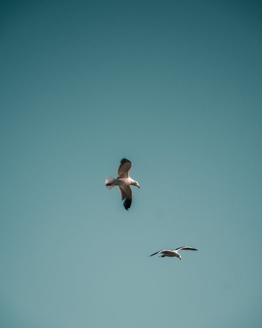 Two elegant seagulls glide gracefully against a clear blue sky in Malibu, CA.