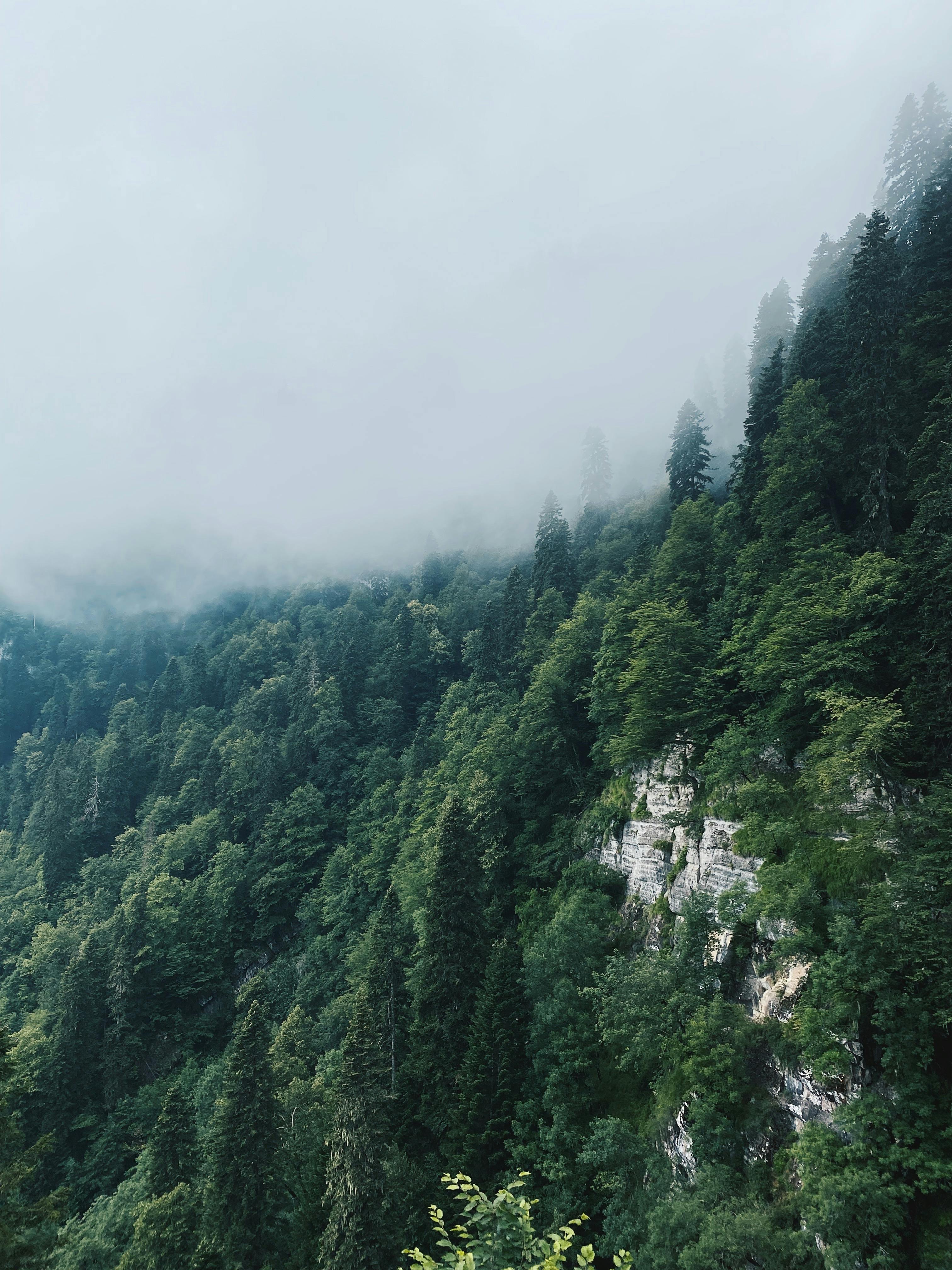 Scenic view of a misty forest landscape in Sochi, Russia featuring dense greenery and mountain fog.