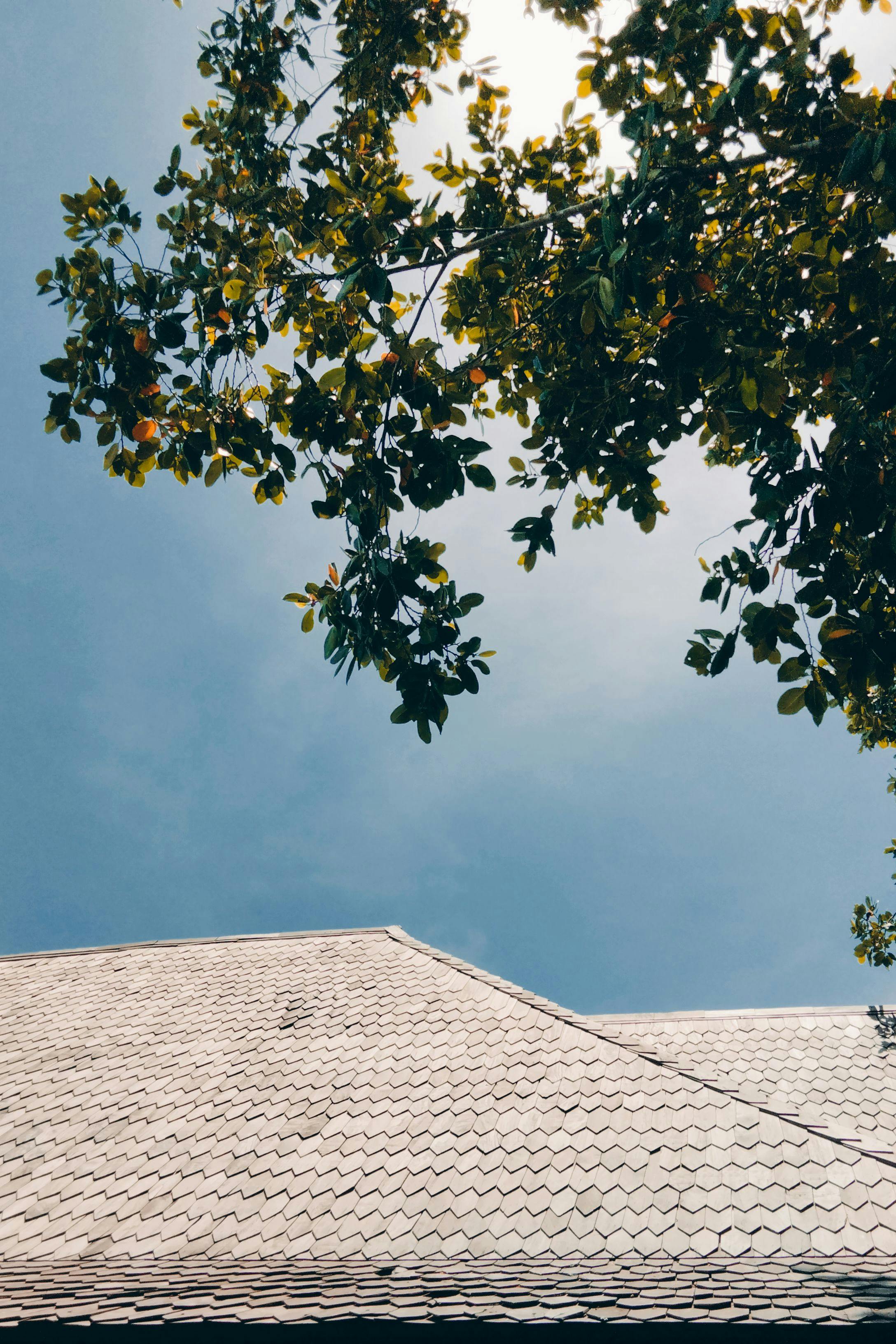 A scenic view of a rooftop with branches under a clear blue sky.