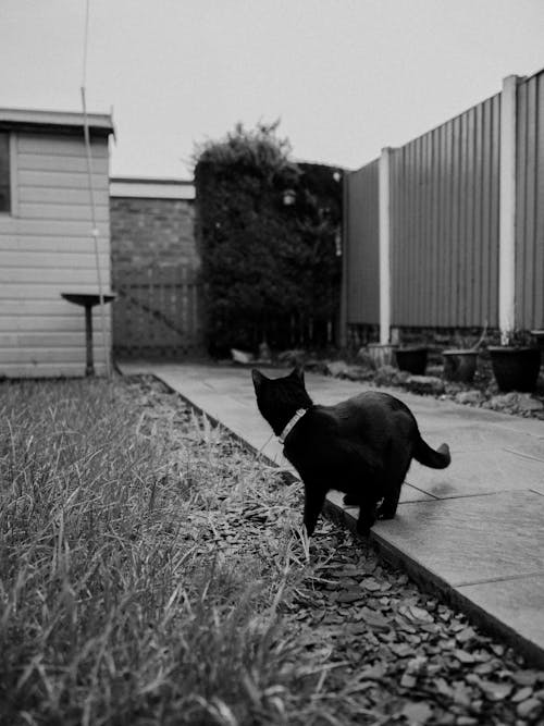 Black and white photo of a cat walking on a sidewalk