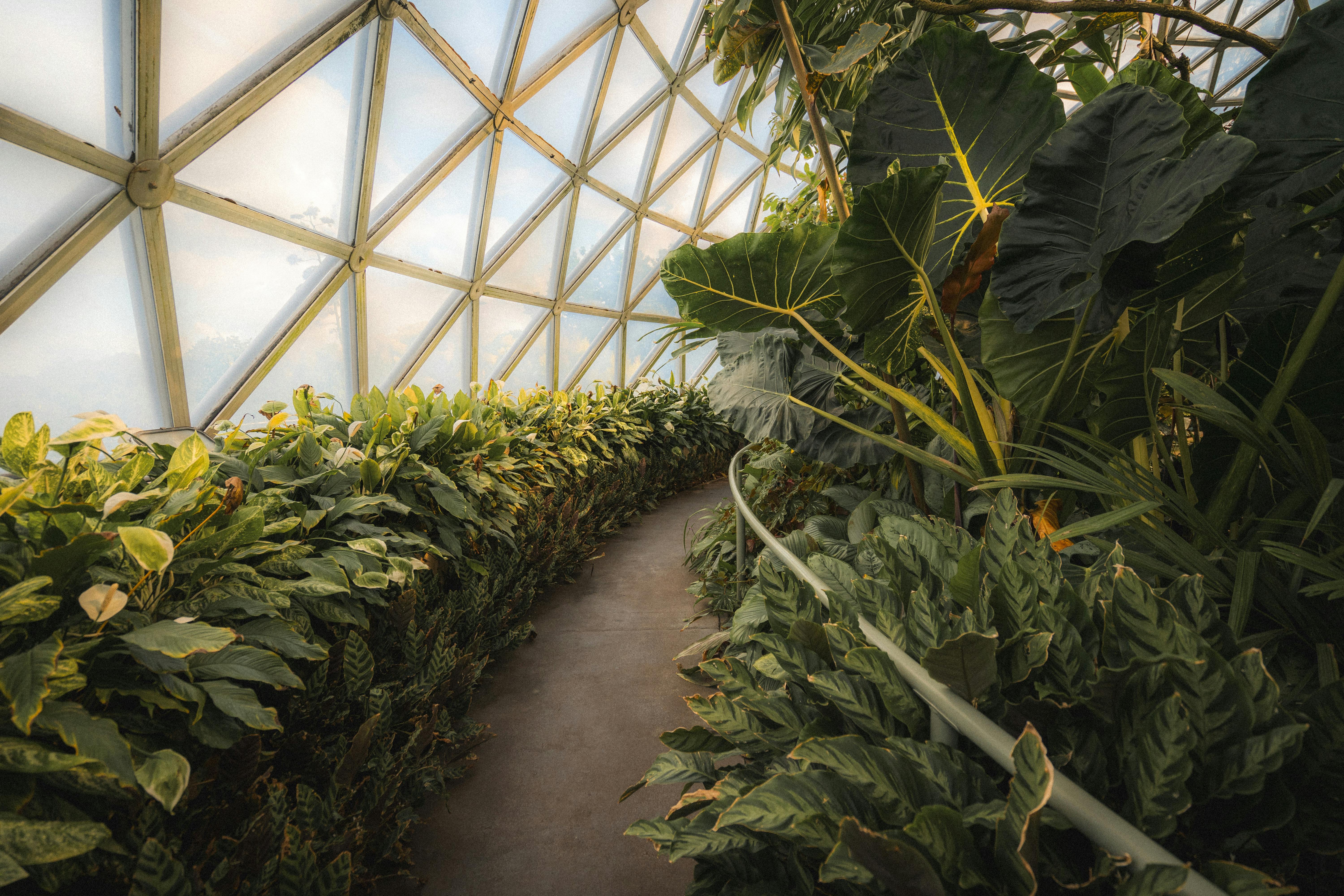 Botanical Gardens Announces Brand-New Wedding and Event Venue— The Canopy — Photo by Thomas Holmes on Pexels