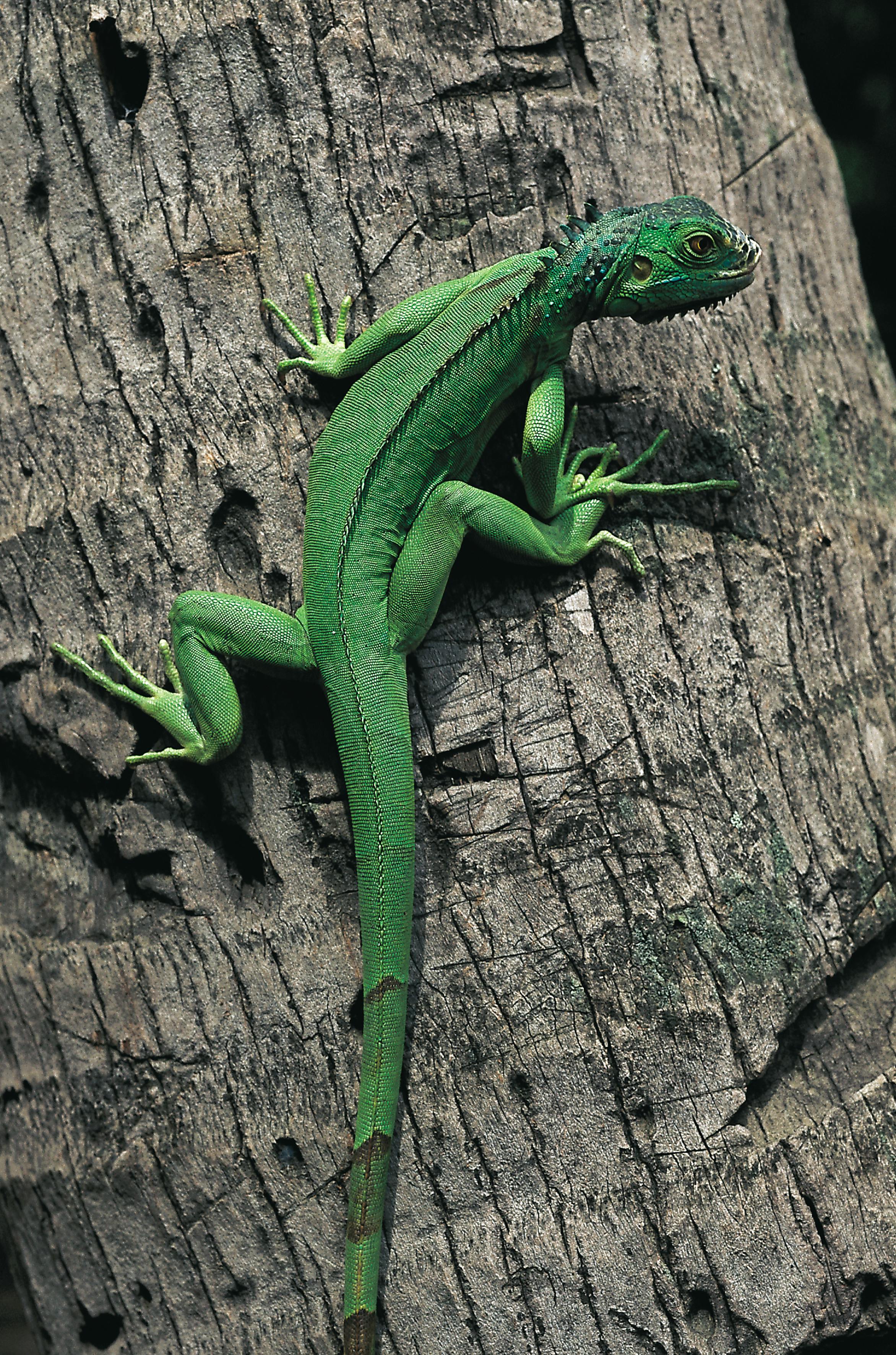 Green iguana on tree bark in Krabi, Thailand, showcasing vibrant tropical wildlife.